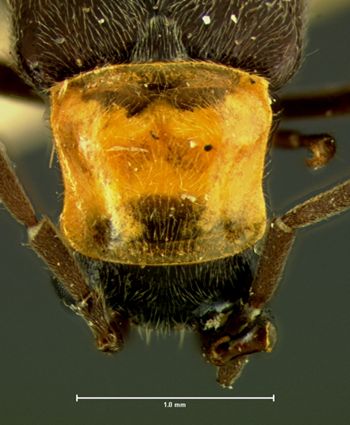 Media type: image;   Entomology 3402 Aspect: pronotum dorsal